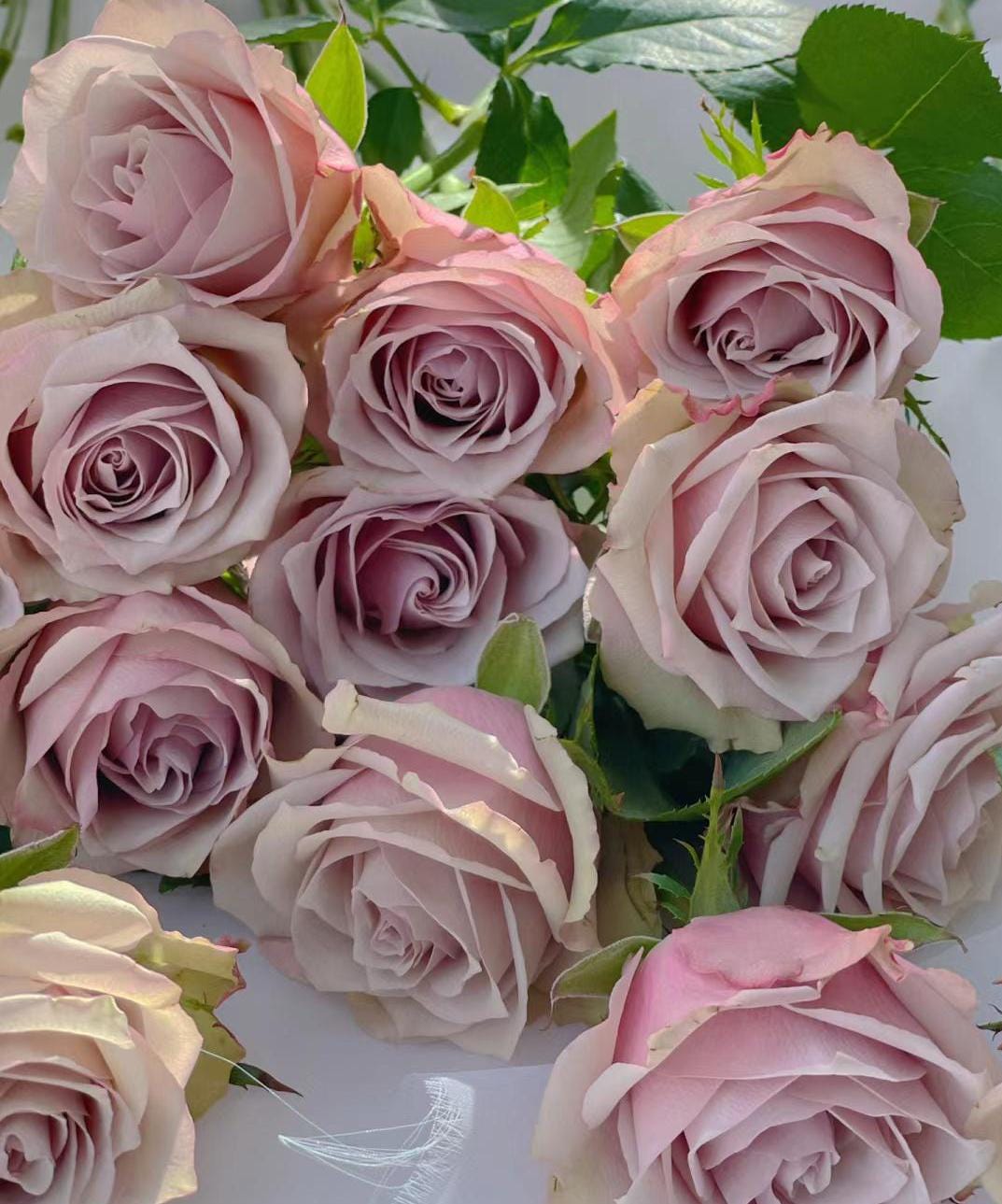 wild moss Netherlands Florist Shrub Rose (1Gal+ Live Plant) cut rose