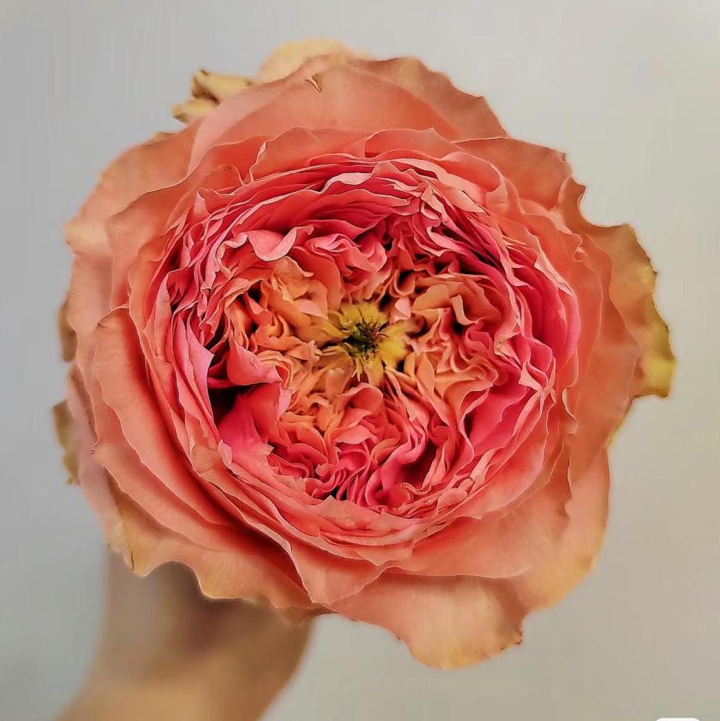 sweet harper Netherlands Florist Shrub Rose (1Gal+ Live Plant) cut rose