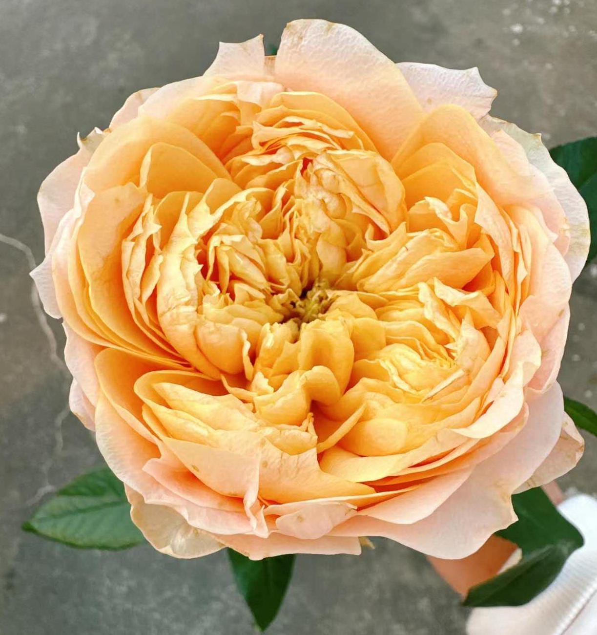 sweet harper Netherlands Florist Shrub Rose (1Gal+ Live Plant) cut rose