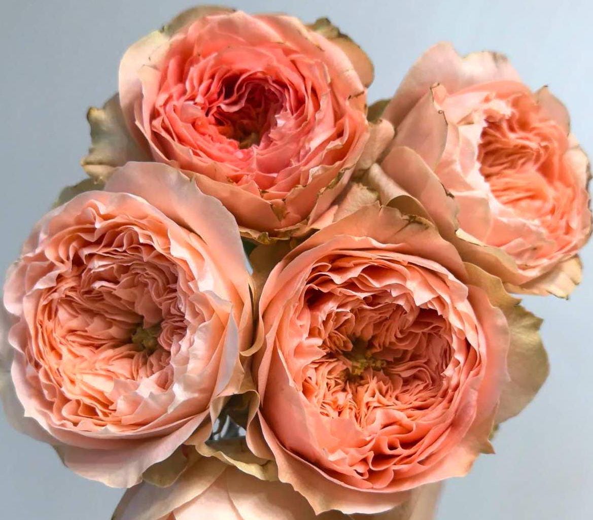 sweet harper Netherlands Florist Shrub Rose (1Gal+ Live Plant) cut rose
