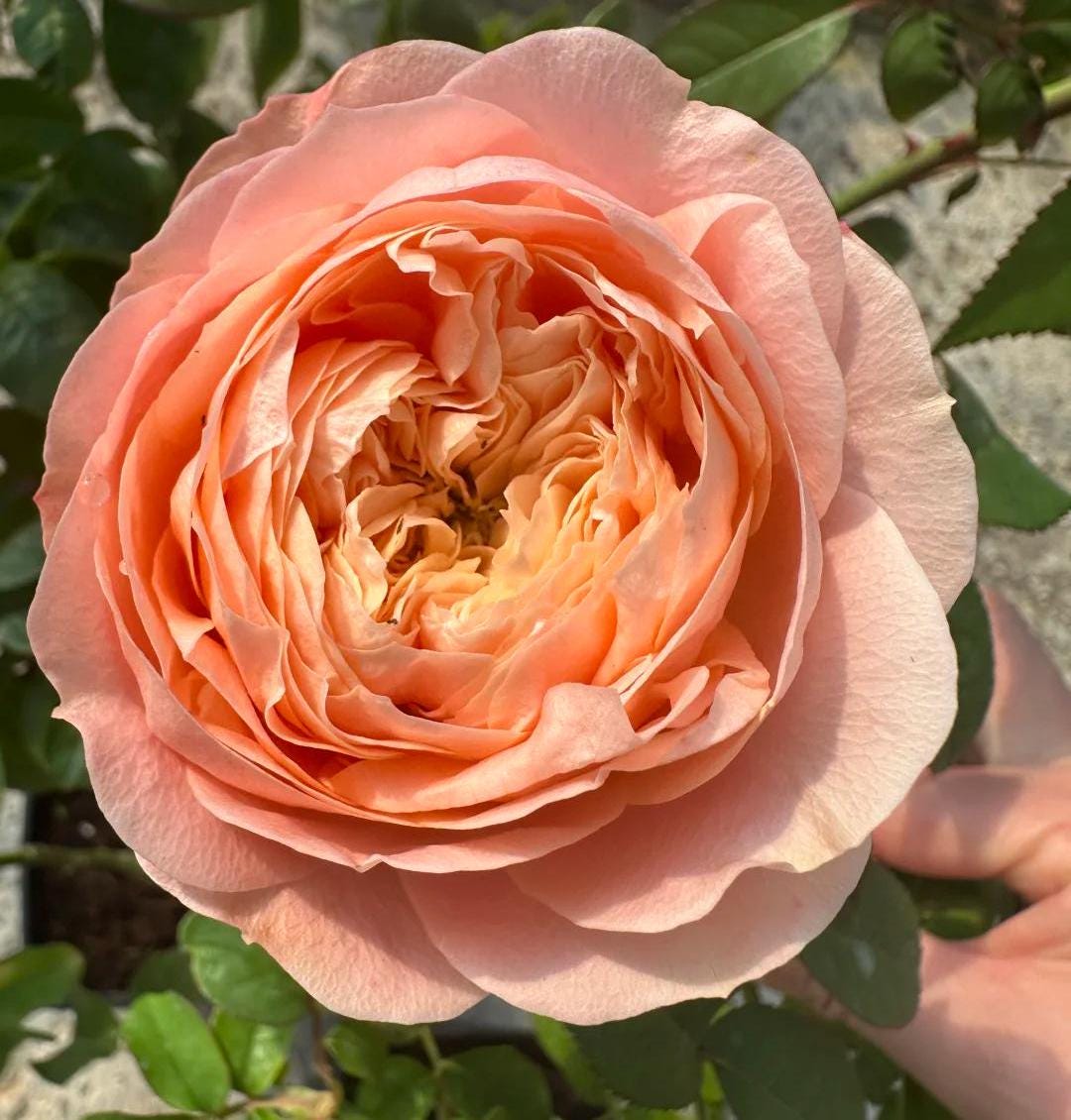 sweet harper Netherlands Florist Shrub Rose (1Gal+ Live Plant) cut rose