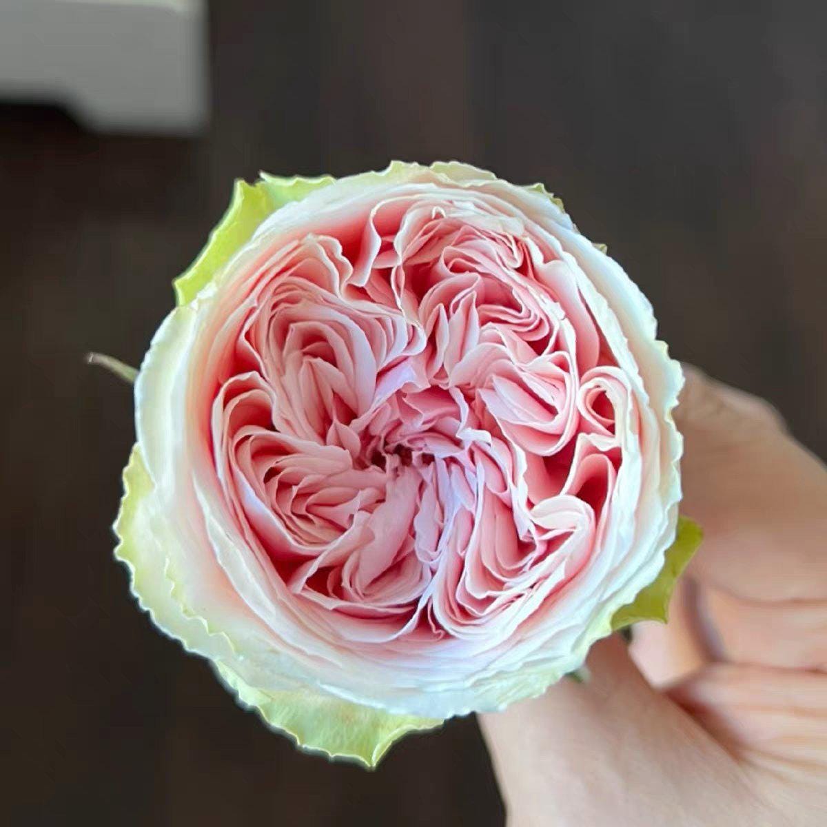 Rose 'Senlitsu ' (旋律) (1Gal+ Live Plant) Shrub Rose
