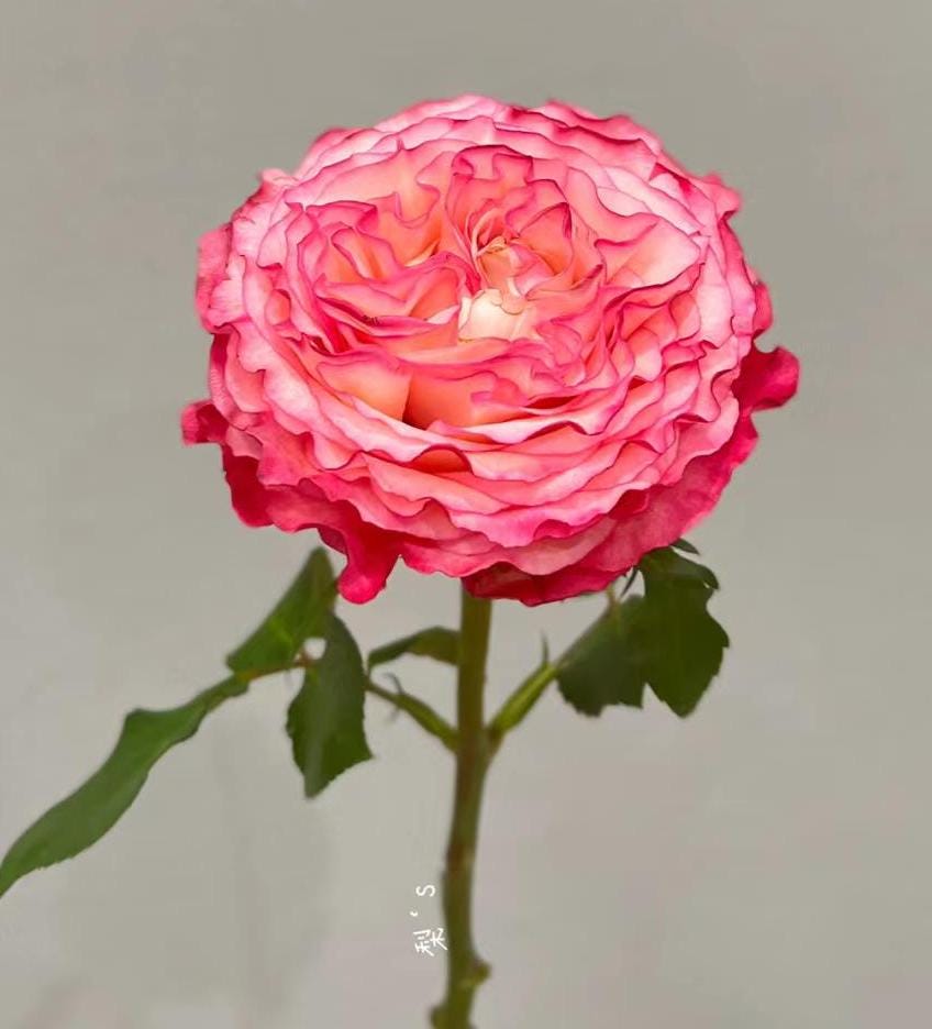 Rose 'carmen' (卡门) Large flowers, , disease resistance, cut flowers