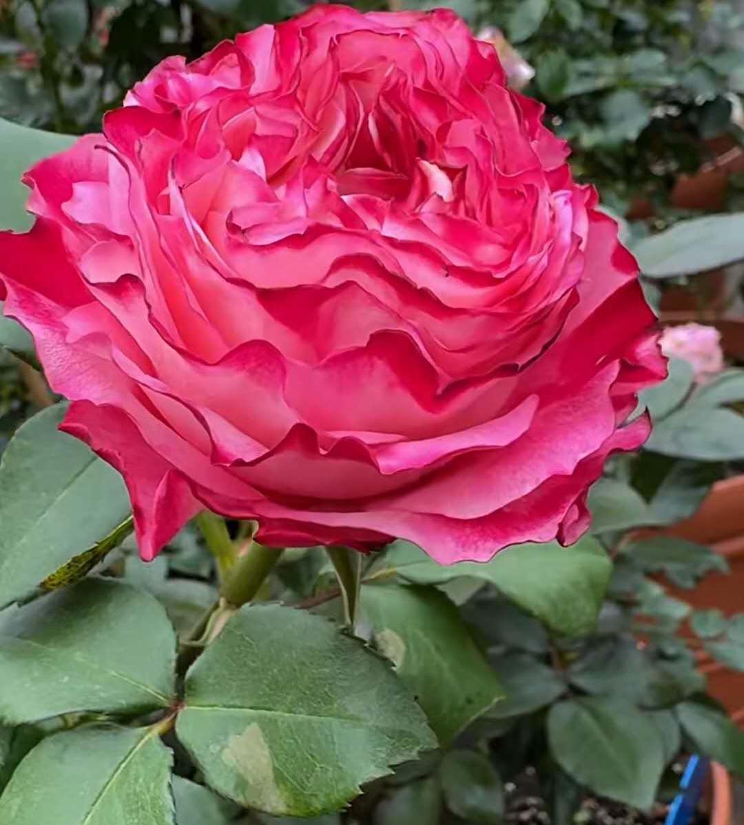 Rose 'carmen' (卡门) Large flowers, , disease resistance, cut flowers