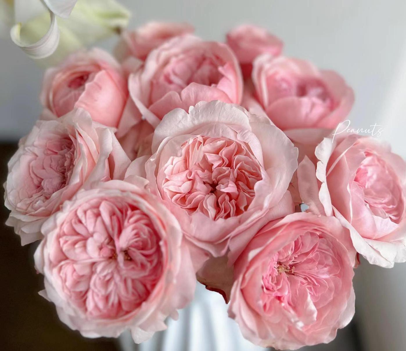 rose (Victorian Dream )(维多利亚梦想)  Large flowers, , disease resistance, cut flowers