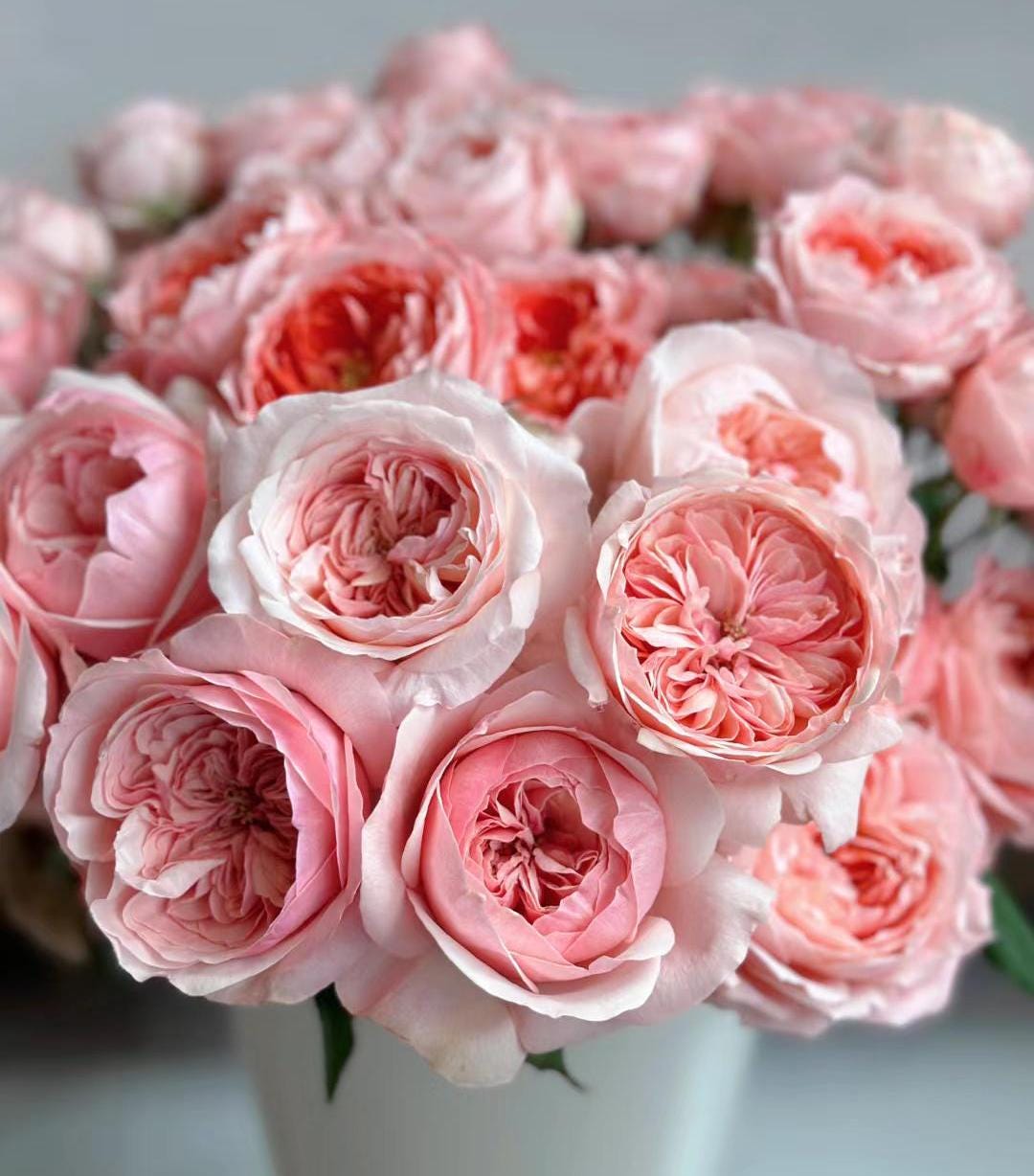 rose (Victorian Dream )(维多利亚梦想)  Large flowers, , disease resistance, cut flowers