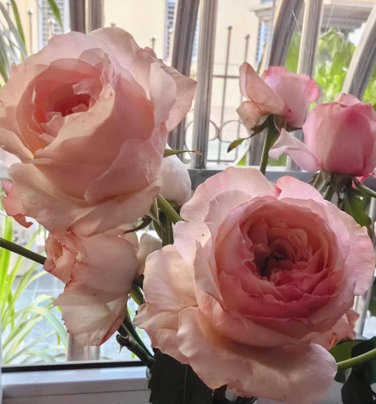 rose (Victorian Dream )(维多利亚梦想)  Large flowers, , disease resistance, cut flowers