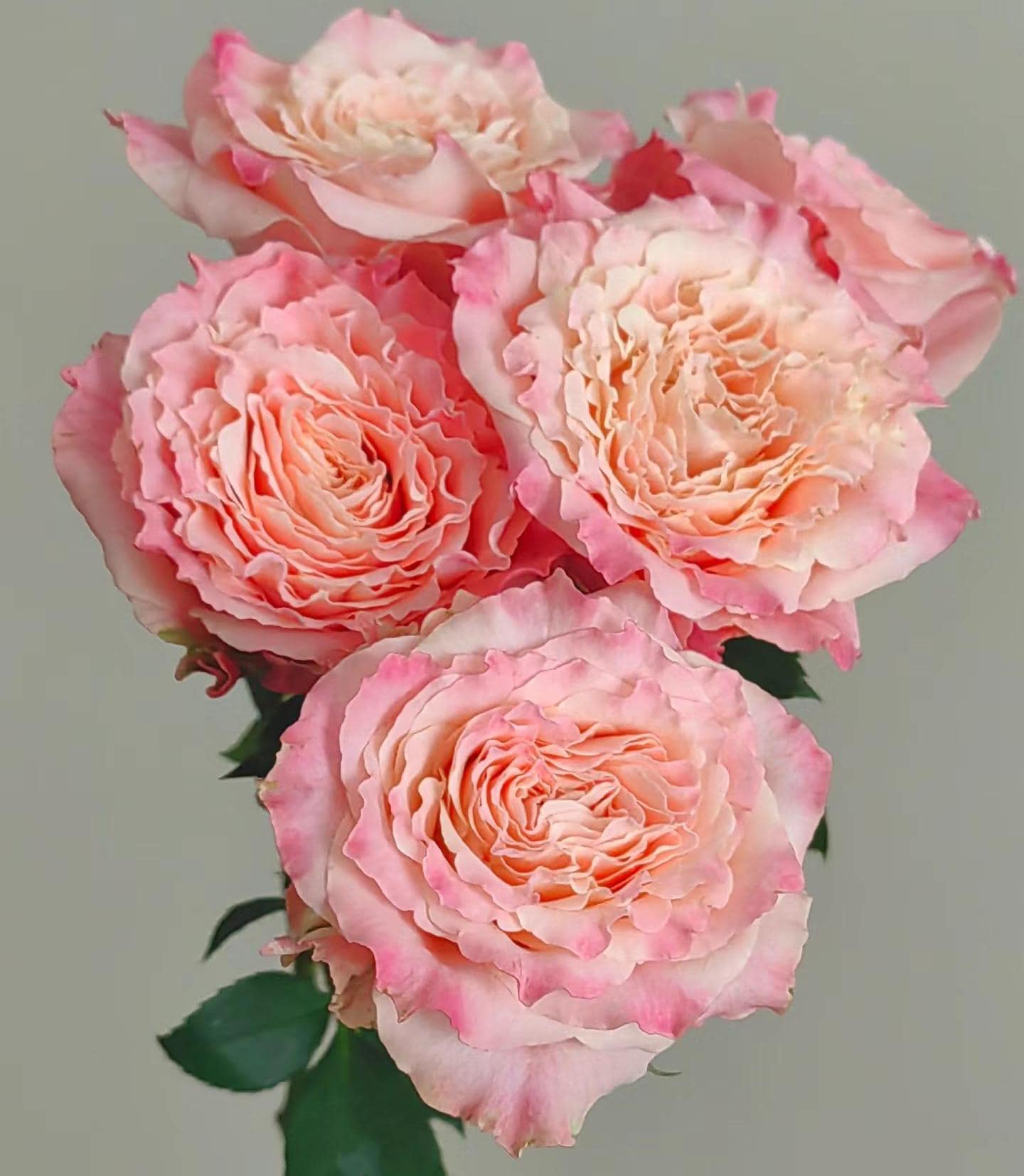 Rose 'dorothy' (桃乐丝)(1 Gal+ Live Plant) Shrub Rose Cut Rose