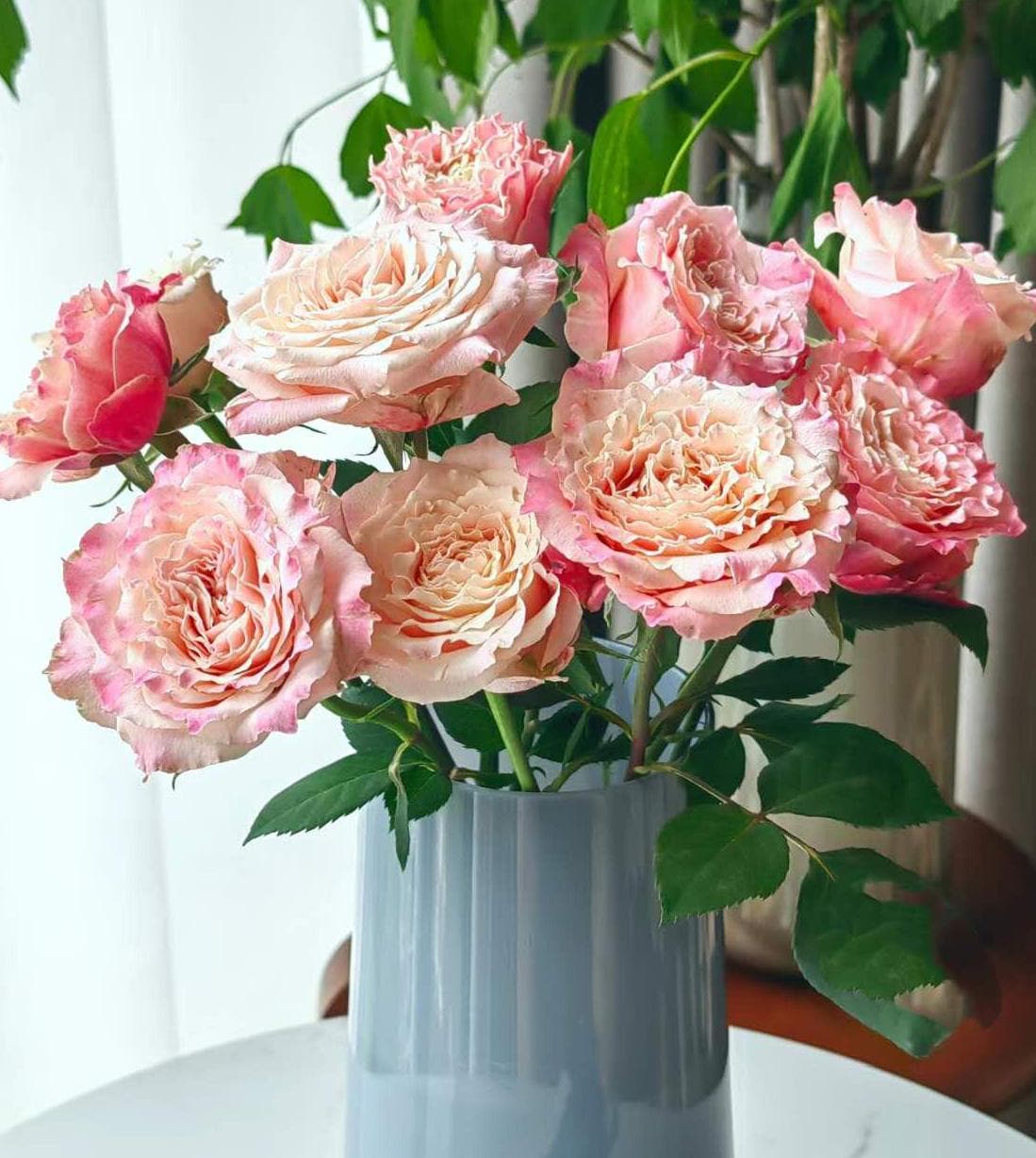 Rose 'dorothy' (桃乐丝)(1 Gal+ Live Plant) Shrub Rose Cut Rose