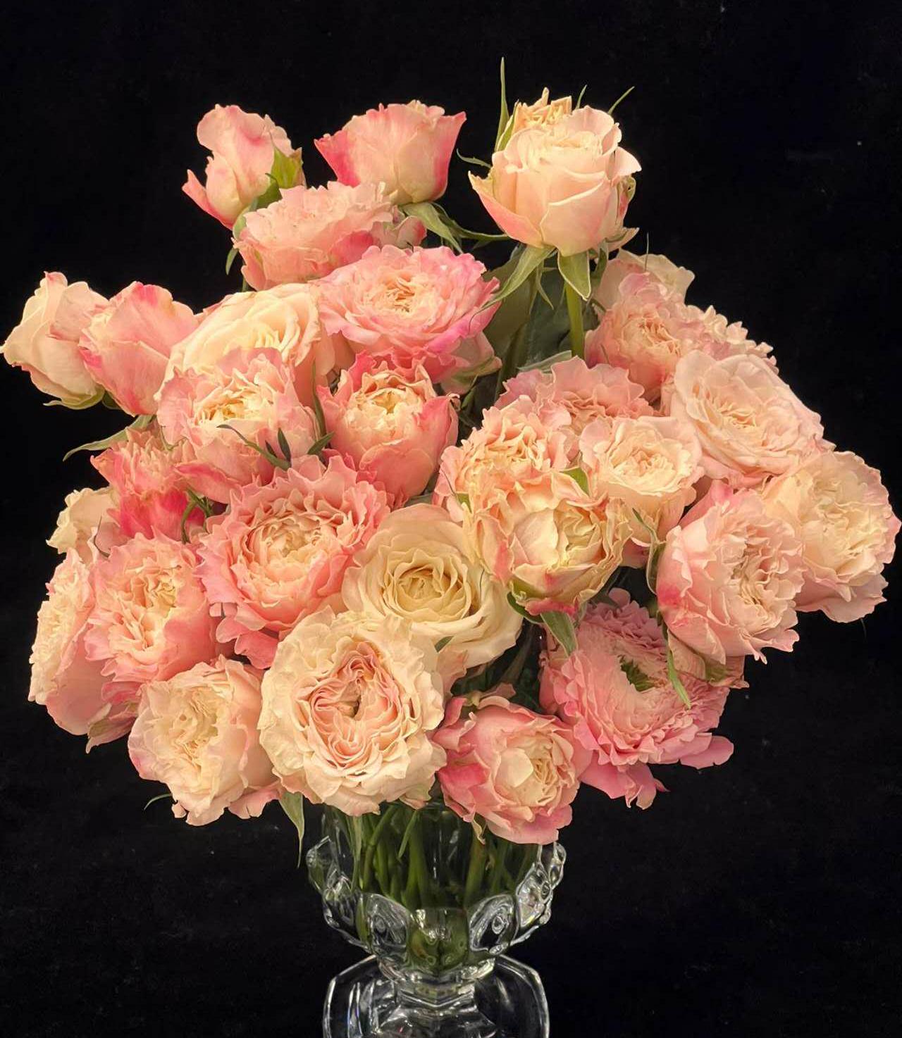 Rose 'dorothy' (桃乐丝)(1 Gal+ Live Plant) Shrub Rose Cut Rose