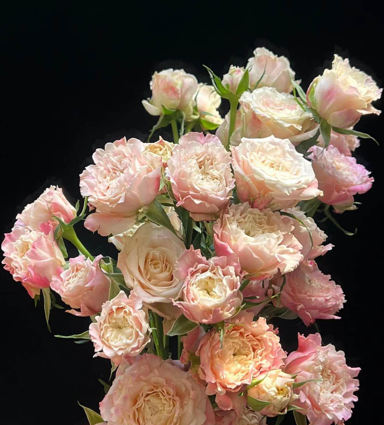Rose 'dorothy' (桃乐丝)(1 Gal+ Live Plant) Shrub Rose Cut Rose