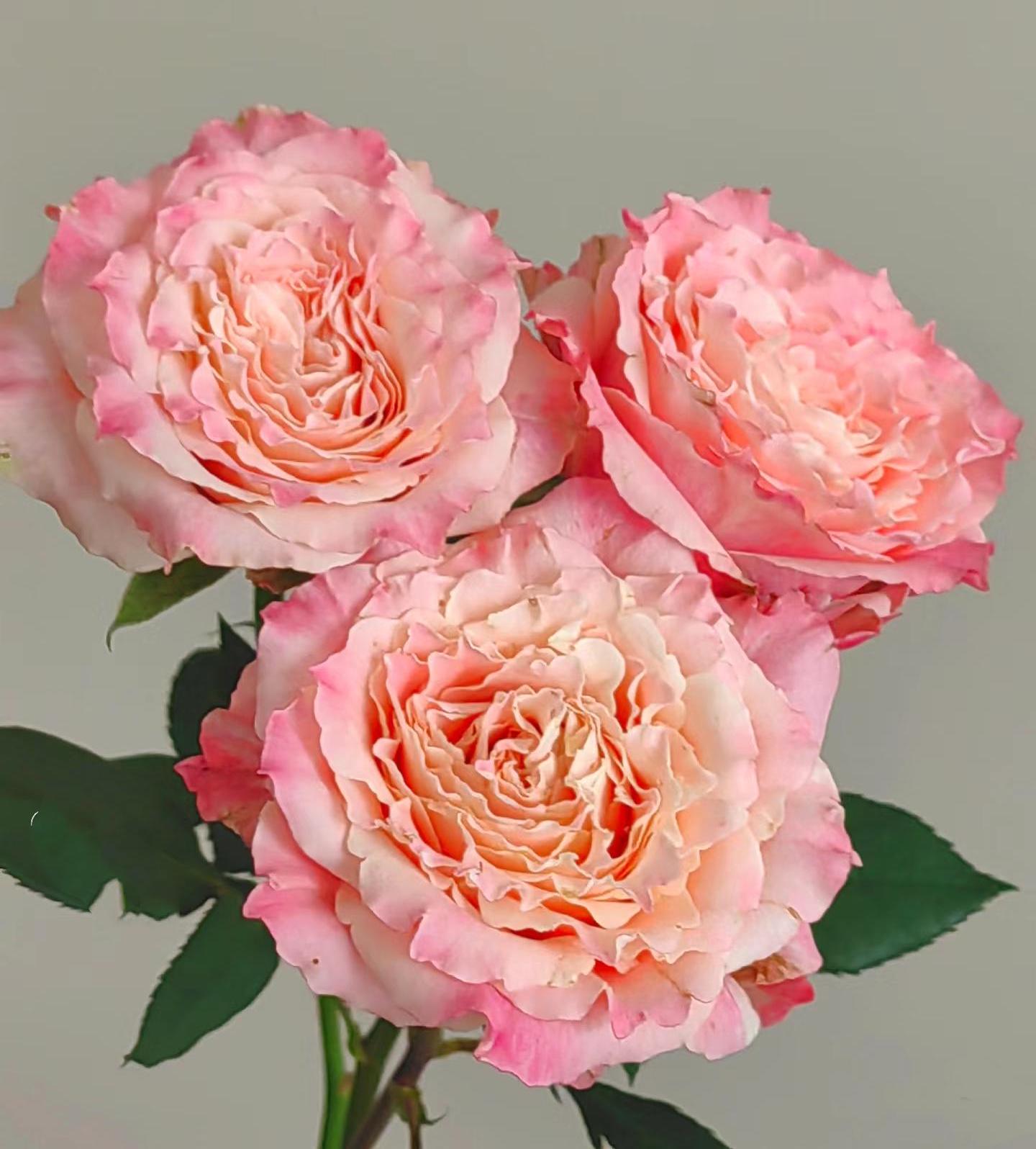 Rose 'dorothy' (桃乐丝)(1 Gal+ Live Plant) Shrub Rose Cut Rose