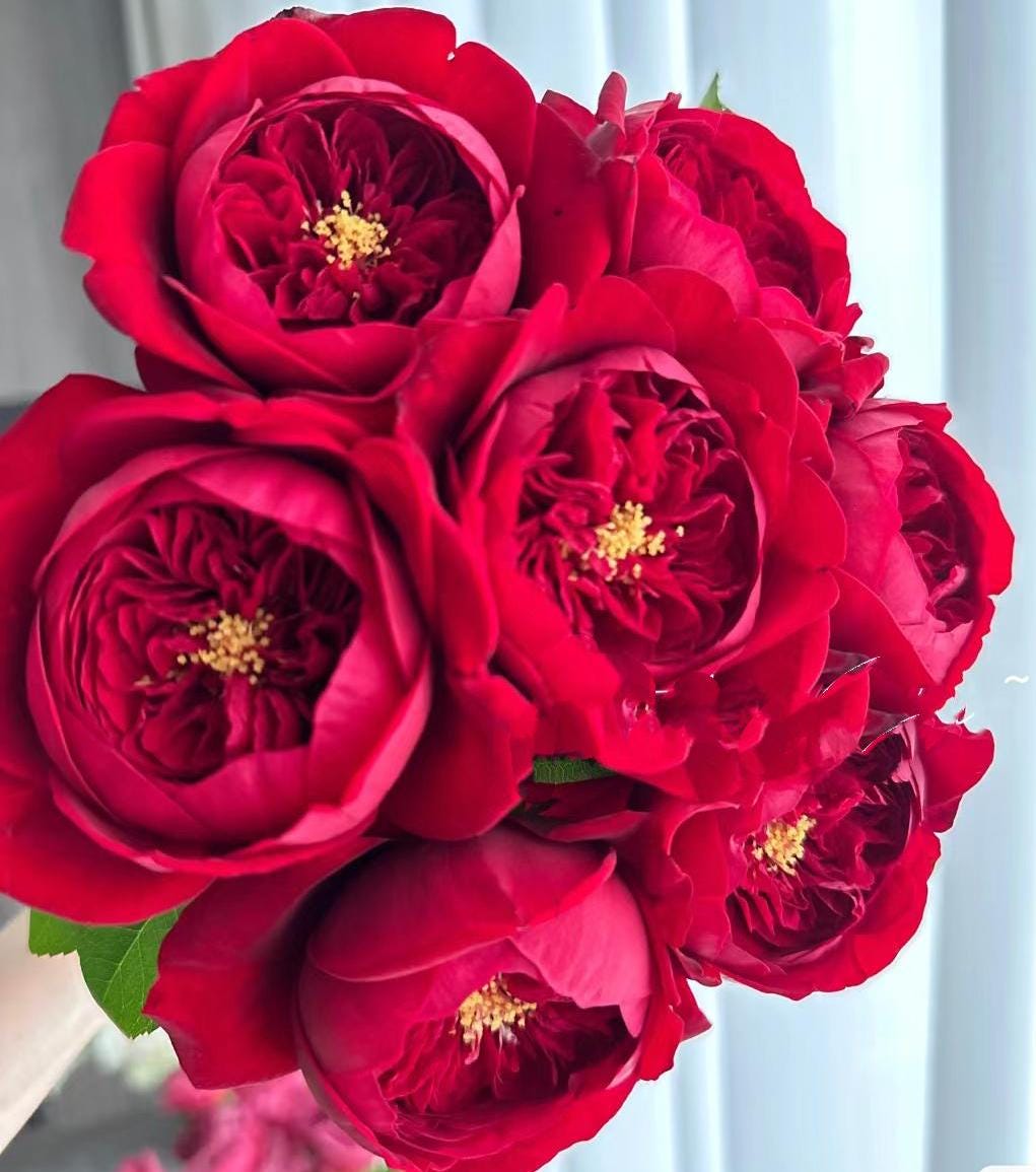 Peony Red Florist Shrub Rose large-flowered fragrant shrub , disease resistance, cut flowers