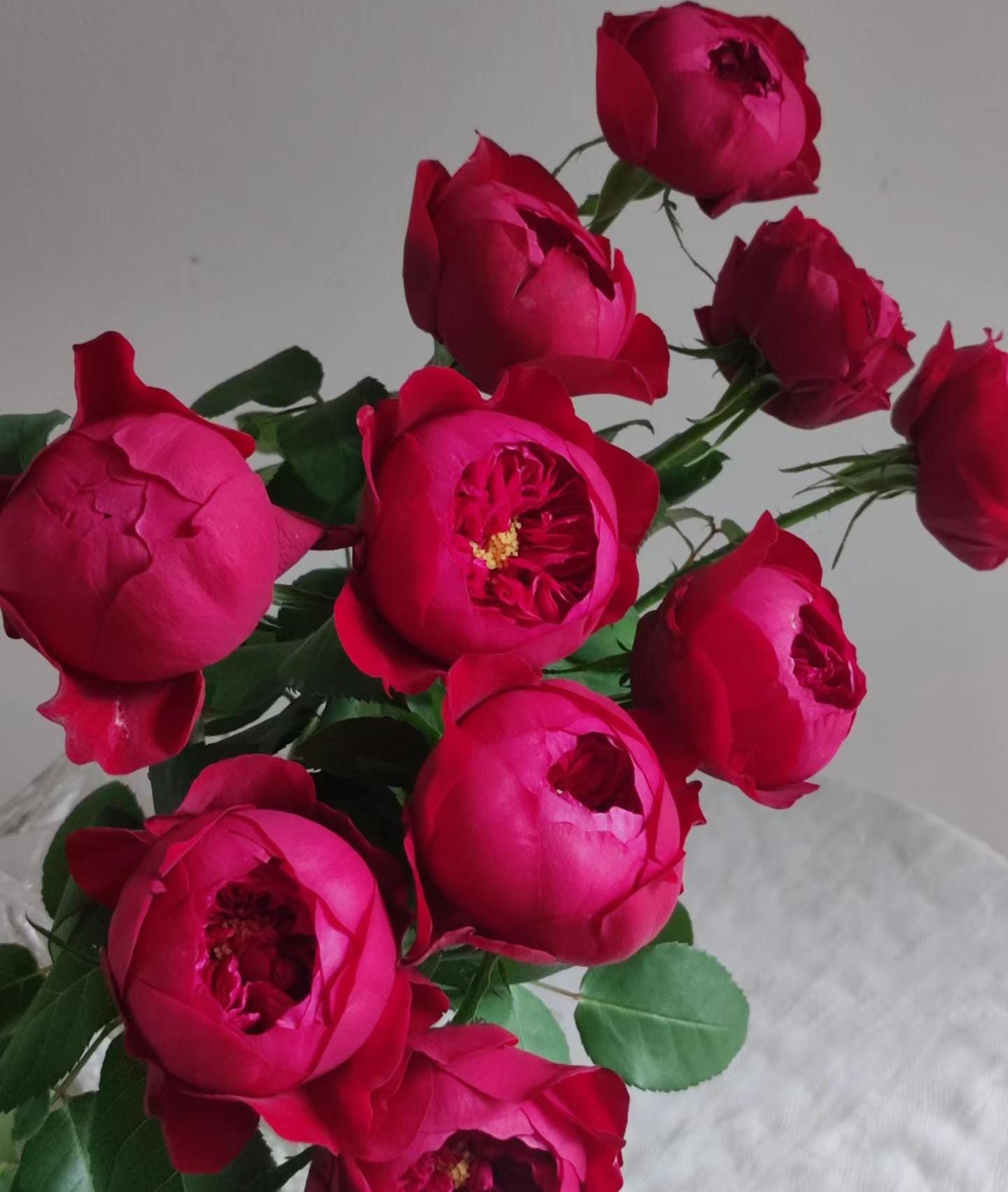 Peony Red Florist Shrub Rose large-flowered fragrant shrub , disease resistance, cut flowers