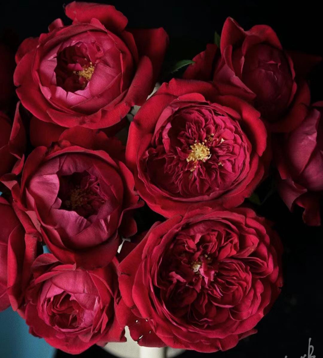 Peony Red Florist Shrub Rose large-flowered fragrant shrub , disease resistance, cut flowers