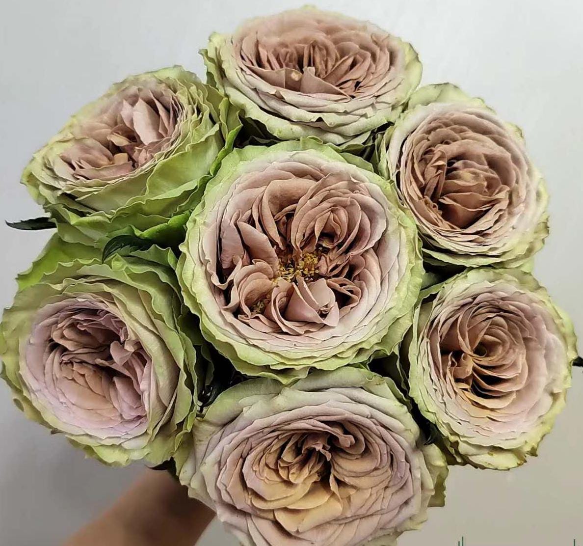 Teddy's Netherlands Florist Shrub Rose' (泰迪) (1Gal+ Live Plant) Shrub Rose cut rose