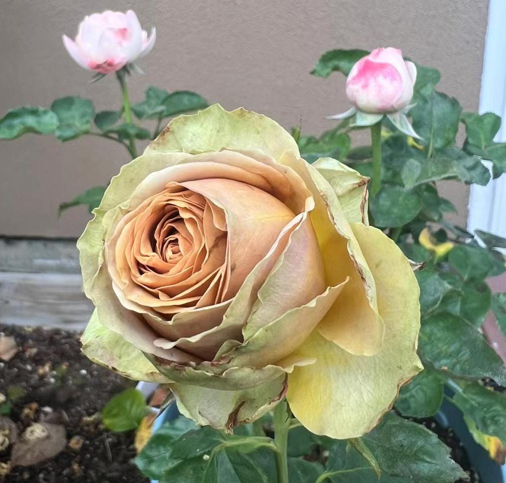 Teddy's Netherlands Florist Shrub Rose' (泰迪) (1Gal+ Live Plant) Shrub Rose cut rose