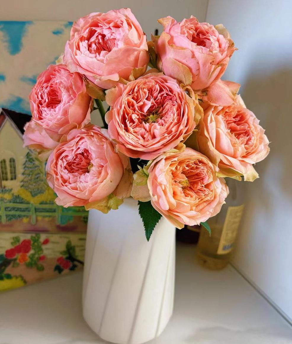 sweet harper Netherlands Florist Shrub Rose (1Gal+ Live Plant) cut rose