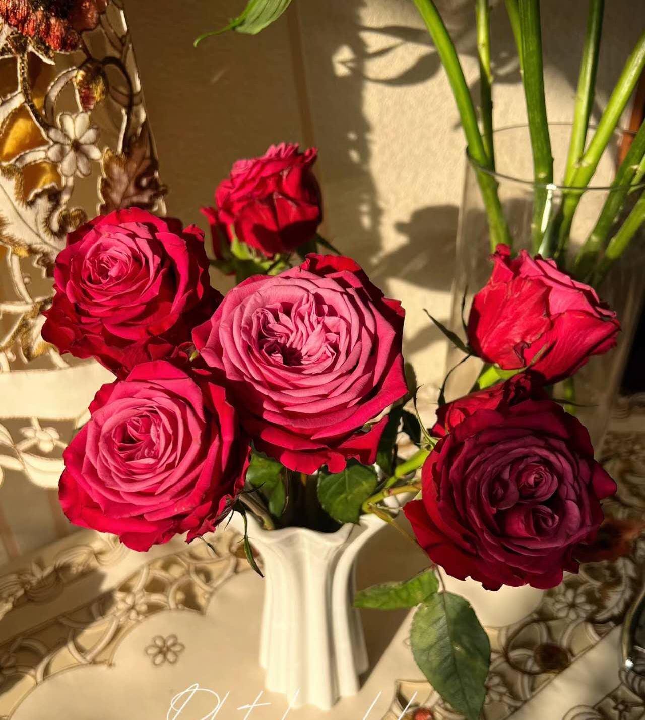 Susan Australia Florist Shrub Rose (苏珊) (2Gal+ Live Plant) Shrub Rose cut rose