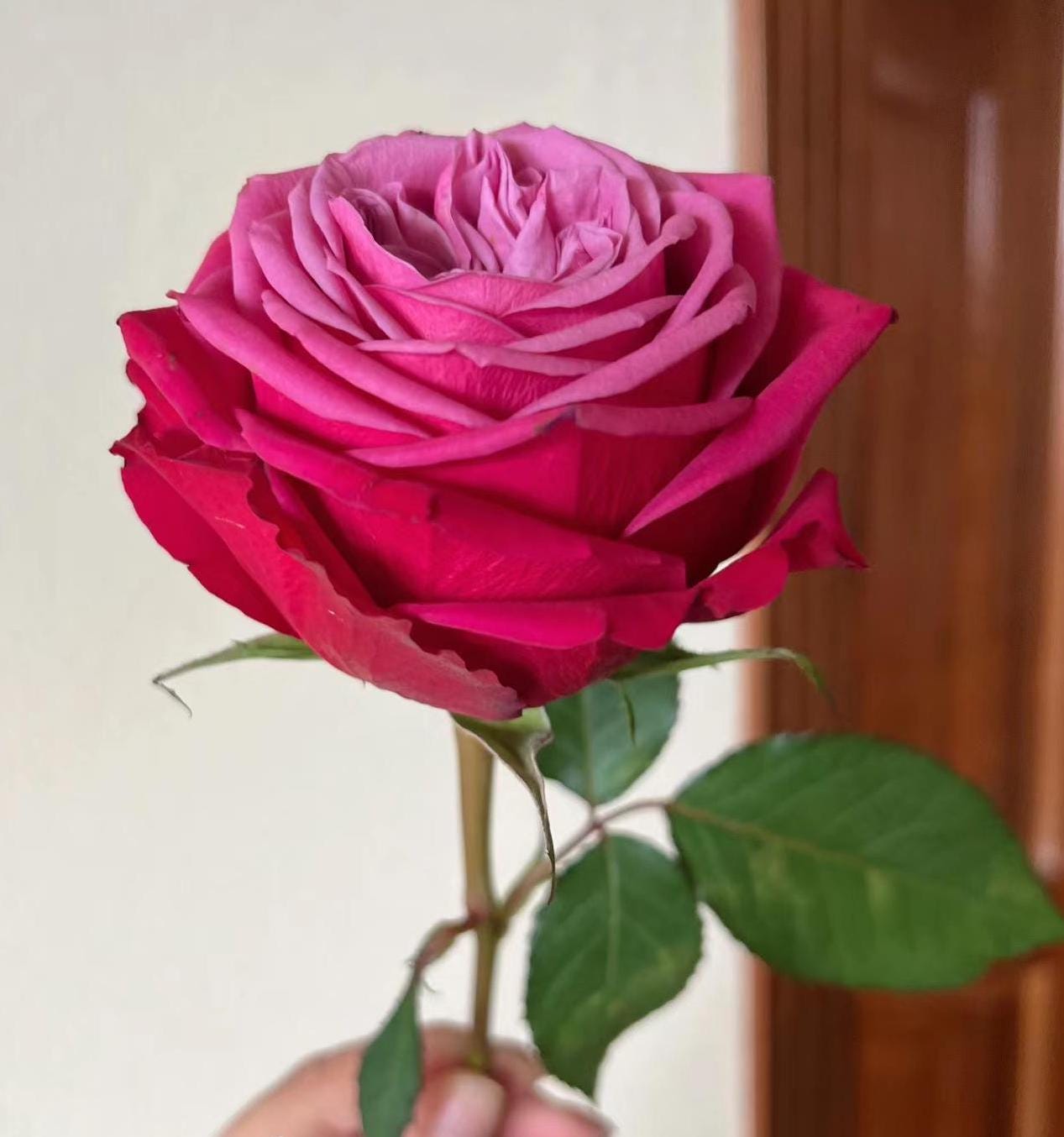 Susan Australia Florist Shrub Rose (苏珊) (2Gal+ Live Plant) Shrub Rose cut rose
