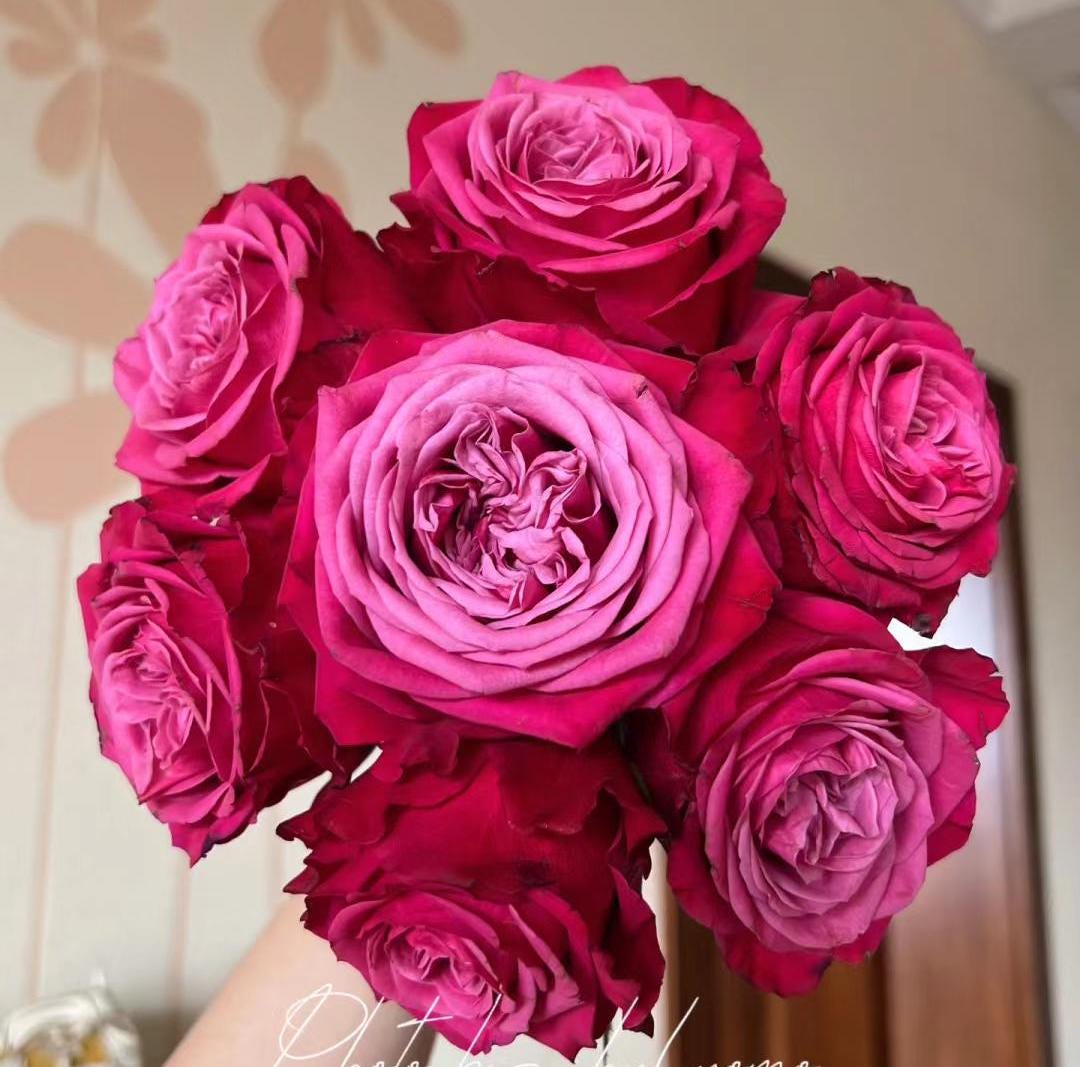 Susan Australia Florist Shrub Rose (苏珊) (2Gal+ Live Plant) Shrub Rose cut rose