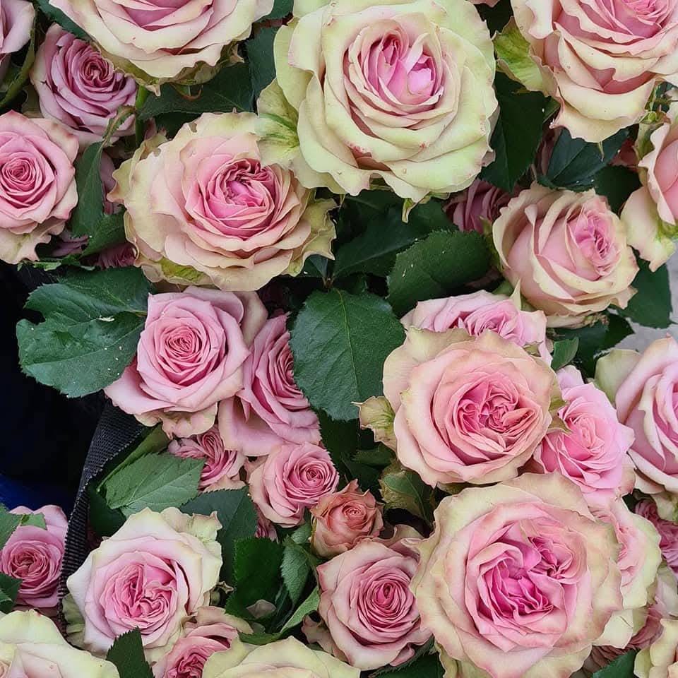 Rose 'retro love' (复古爱情), fragrance, disease resistance,vip rose cut flowers (2Gal+ Live Plant) Shrub Rose .want rose