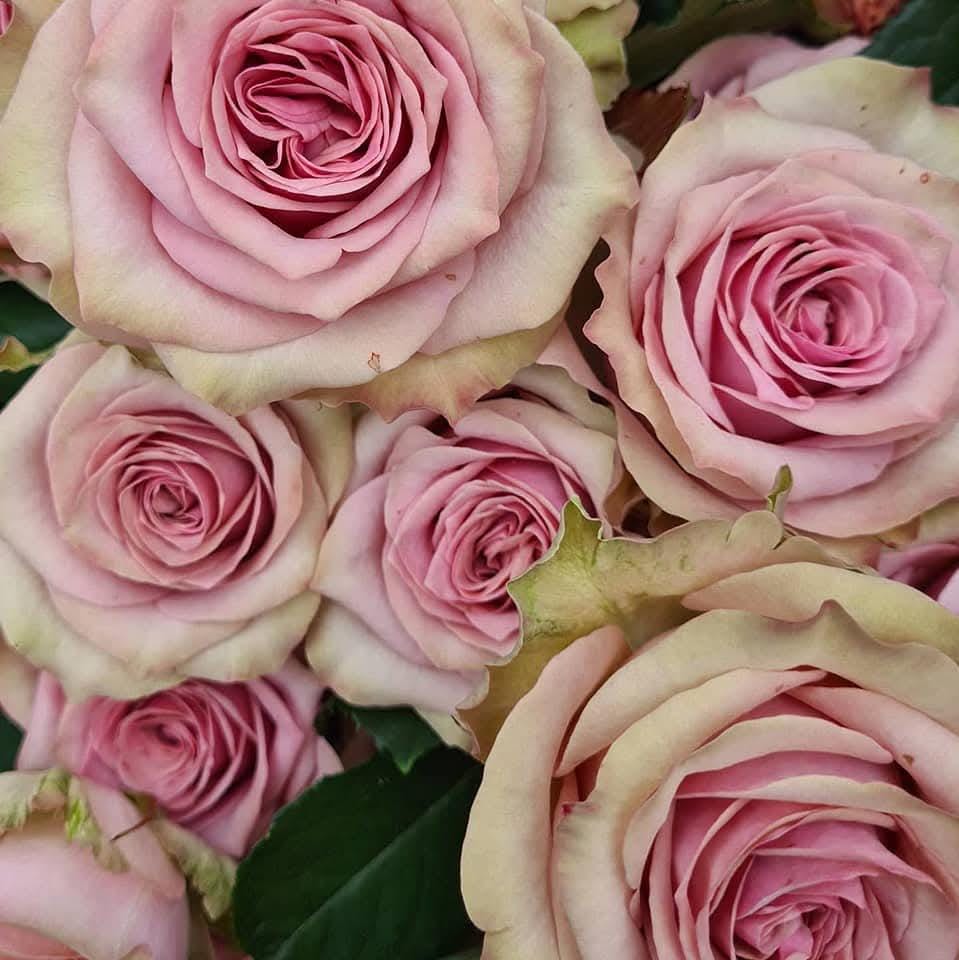 Rose 'retro love' (复古爱情), fragrance, disease resistance,vip rose cut flowers (2Gal+ Live Plant) Shrub Rose .want rose