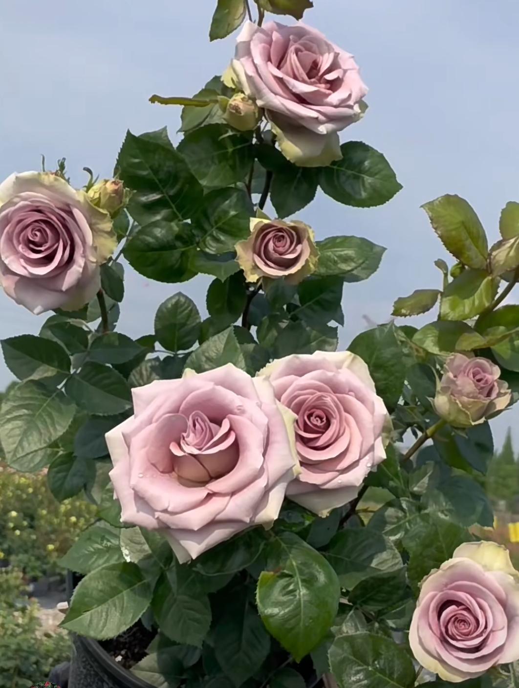 Rose 'Amnesia' (失忆) (1Gal+ Live Plant) Shrub Rose