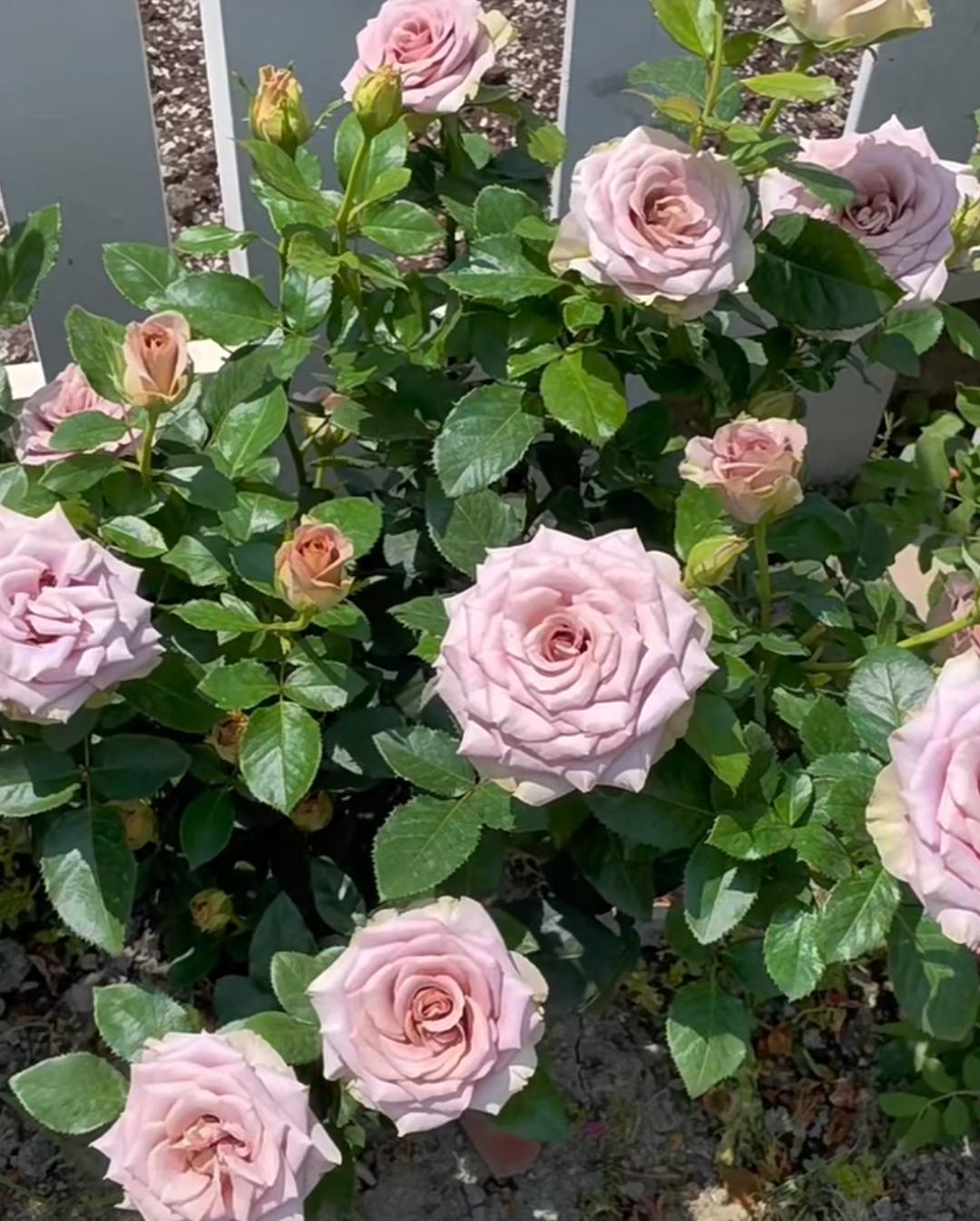 Rose 'Amnesia' (失忆) (1Gal+ Live Plant) Shrub Rose