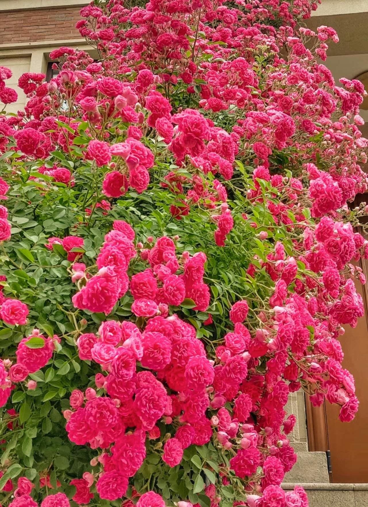 Chinese Rosa Begonia 海棠蔷薇 (Repeat Flowering) (2 Gal+ Live Plant)