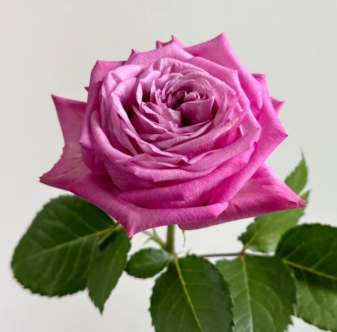 Rose '' ( 紫皇冠) disease resistance cut rose (1Gal+ Live Plant)