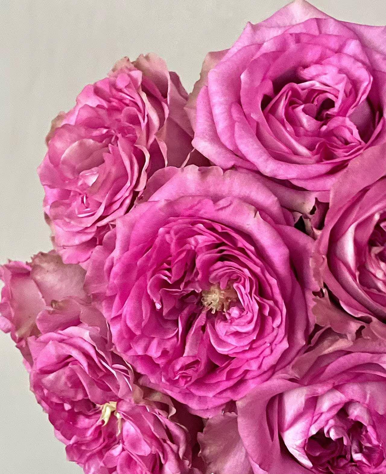 Rose '' ( 紫皇冠) disease resistance cut rose (1Gal+ Live Plant)