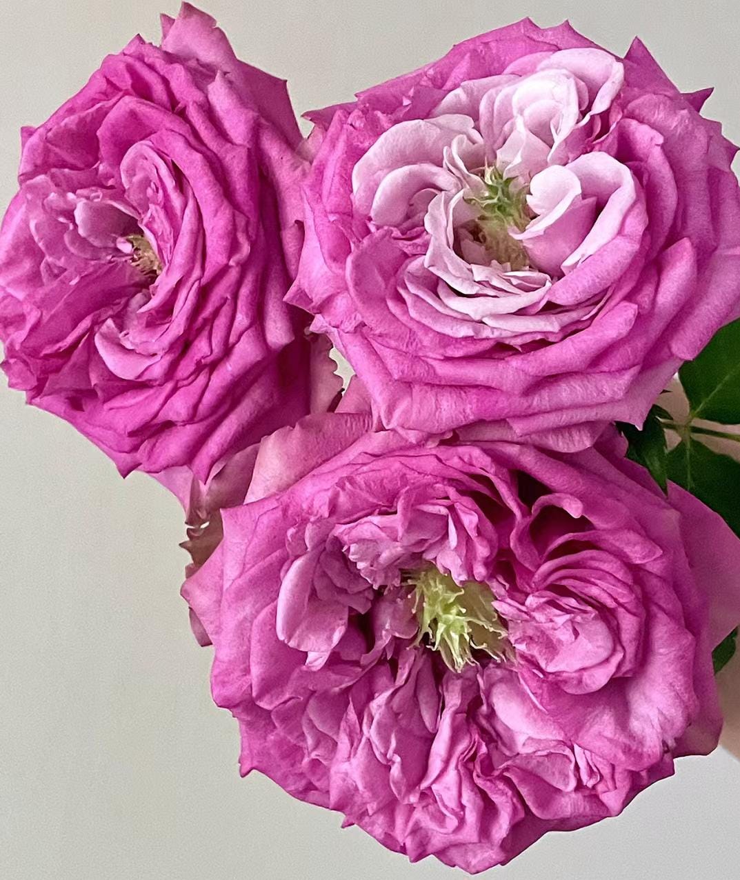 Rose '' ( 紫皇冠) disease resistance cut rose (1Gal+ Live Plant)