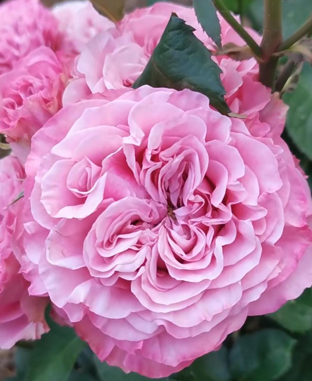 Rose '' ( 紫皇冠) disease resistance cut rose (1Gal+ Live Plant)