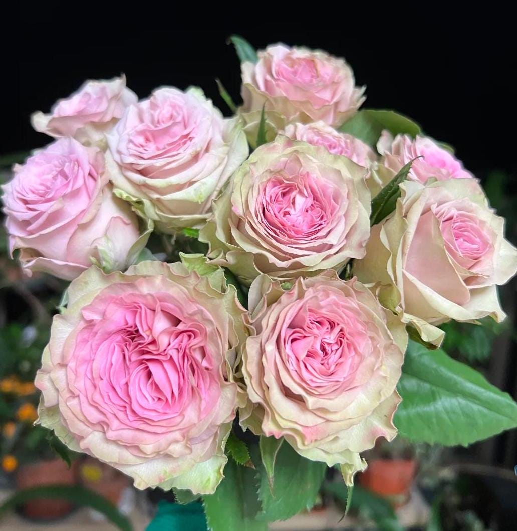 Rose 'retro love' (复古爱情), fragrance, disease resistance,vip rose cut flowers (2Gal+ Live Plant) Shrub Rose .want rose
