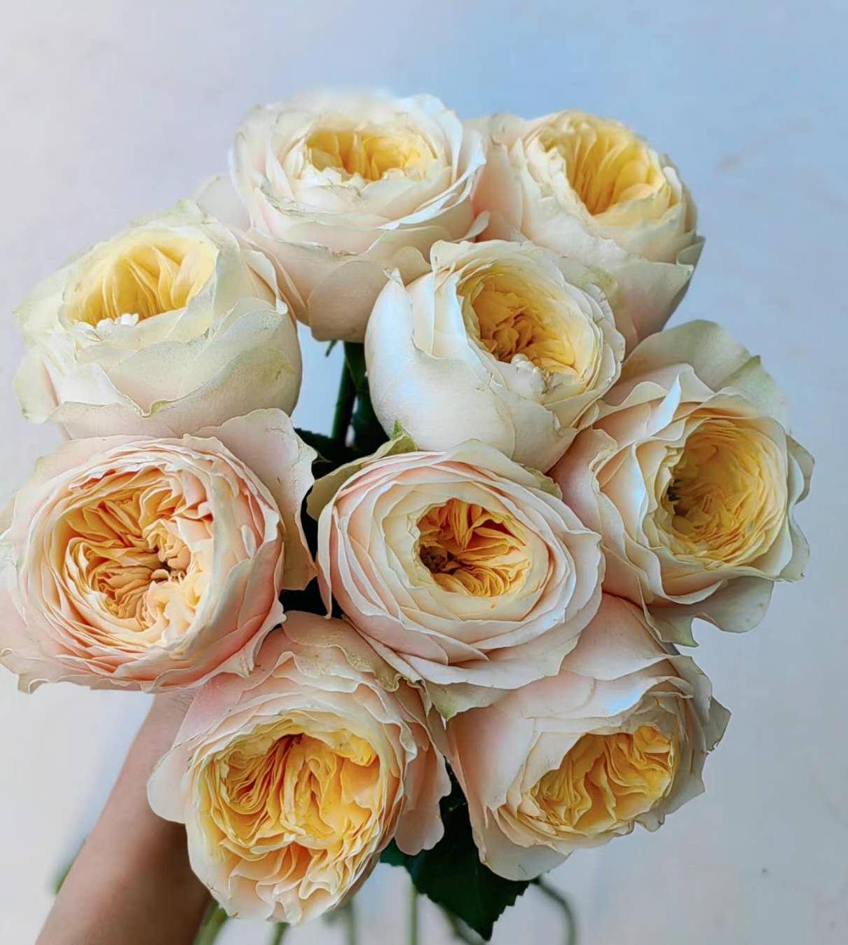 Rose 'kings cross' (国王十字) (2 Gal+ Live Plant) Shrub Rose cut rose