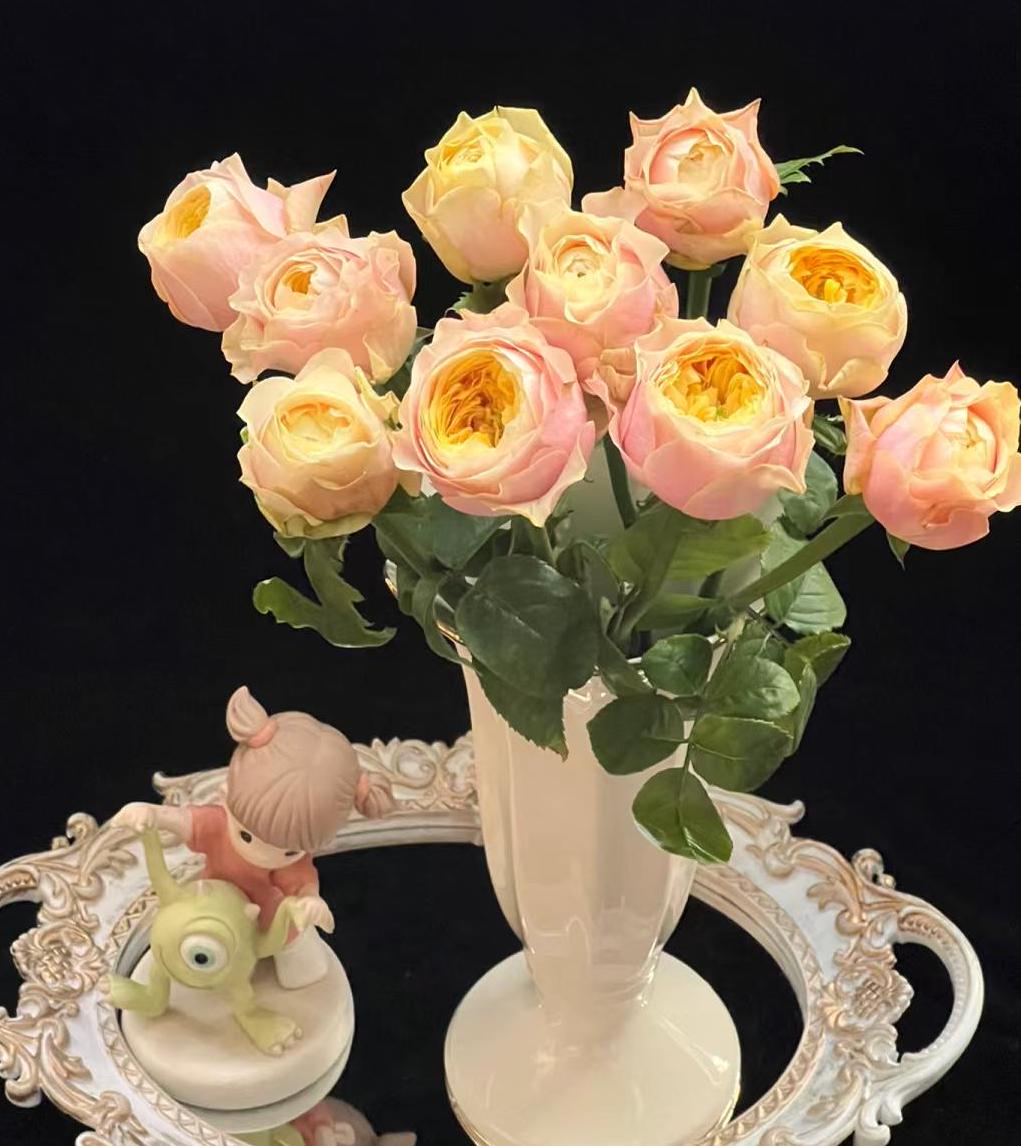 Rose 'kings cross' (国王十字) (2 Gal+ Live Plant) Shrub Rose cut rose