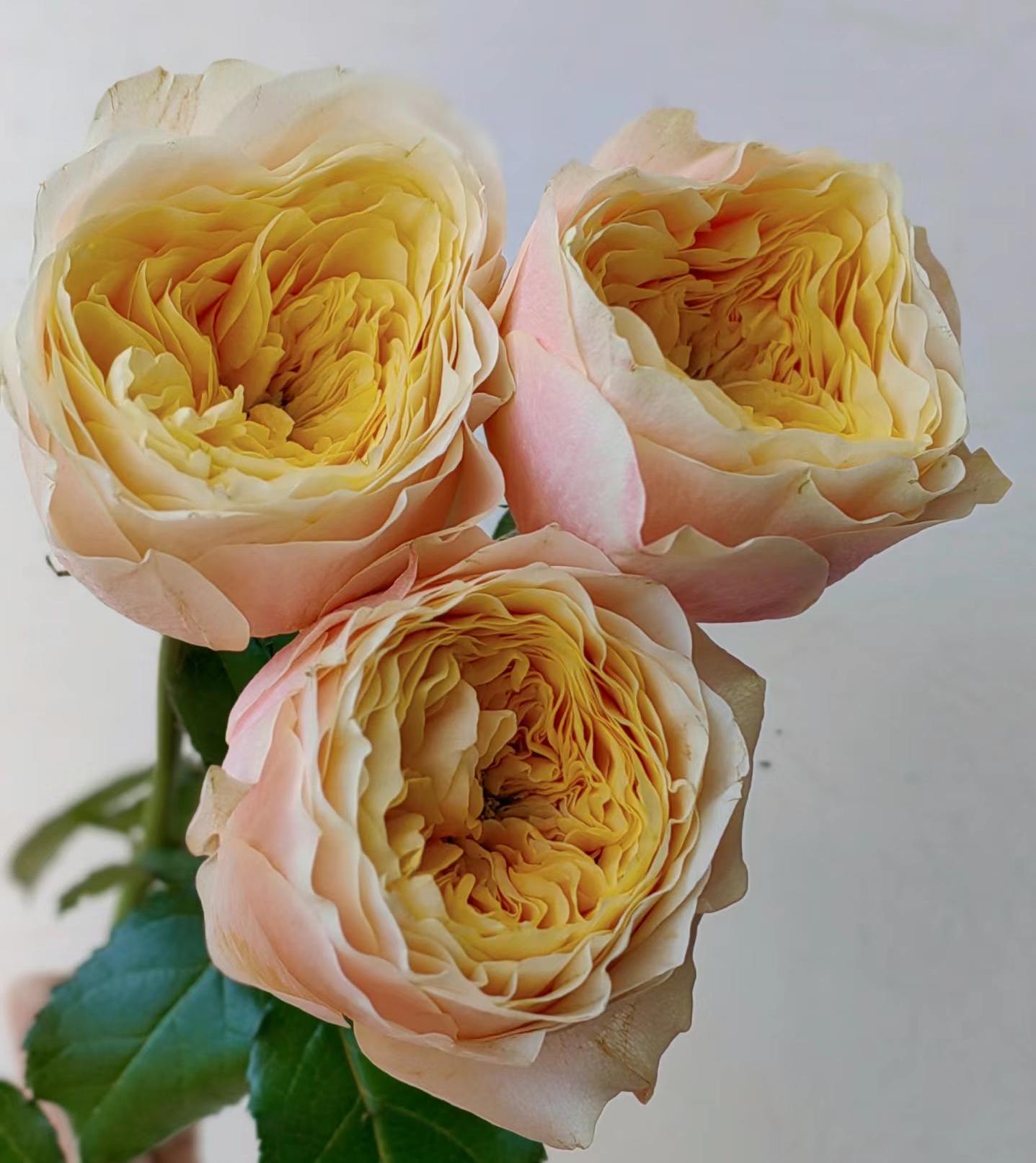 Rose 'kings cross' (国王十字) (2 Gal+ Live Plant) Shrub Rose cut rose
