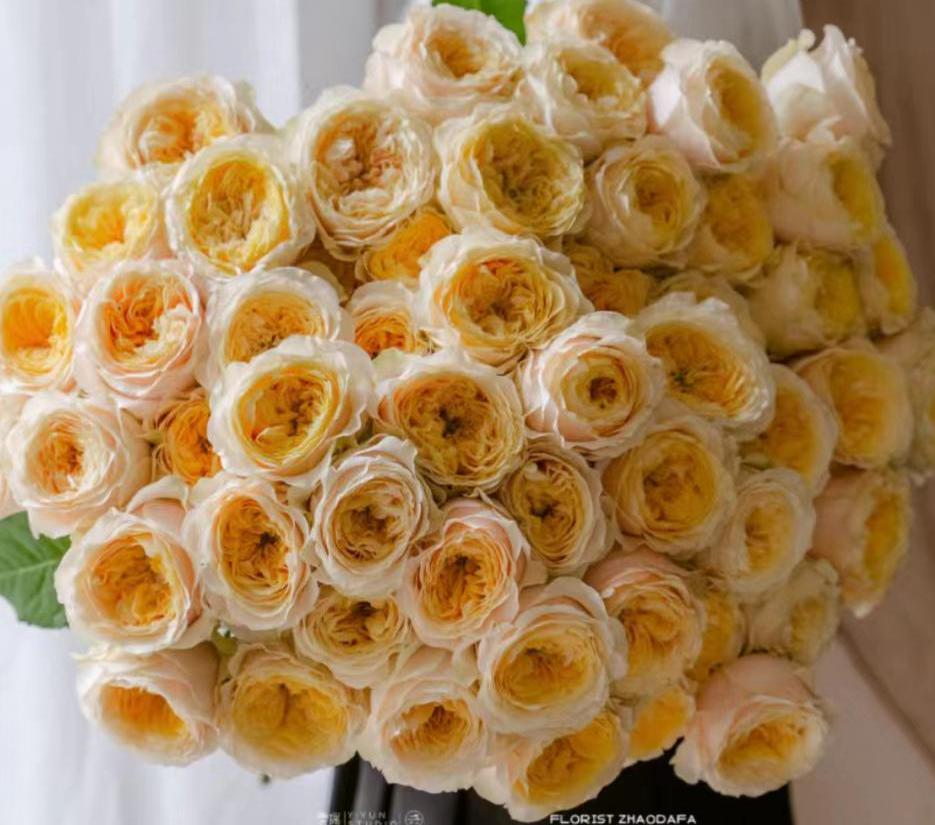 Rose 'kings cross' (国王十字) (2 Gal+ Live Plant) Shrub Rose cut rose