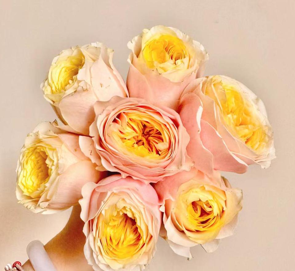 Rose 'kings cross' (国王十字) (2 Gal+ Live Plant) Shrub Rose cut rose