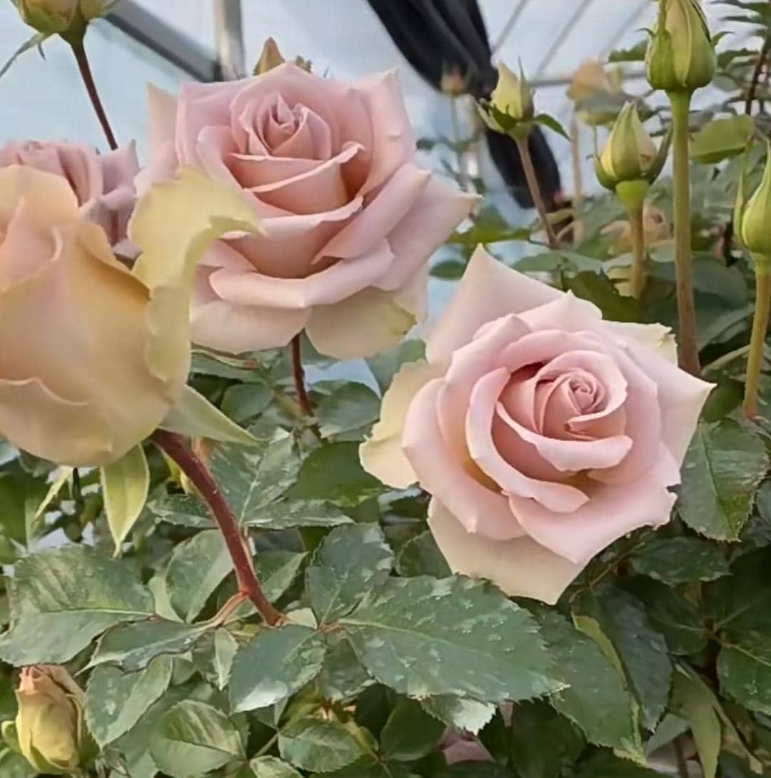 Rose 'Amnesia' (失忆) (1Gal+ Live Plant) Shrub Rose
