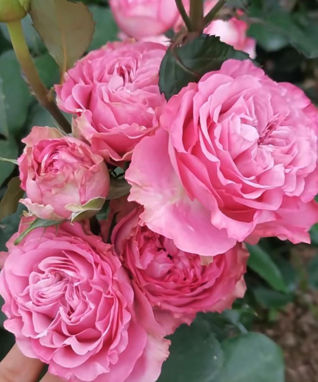 Rose '' ( 紫皇冠) disease resistance cut rose (1Gal+ Live Plant)