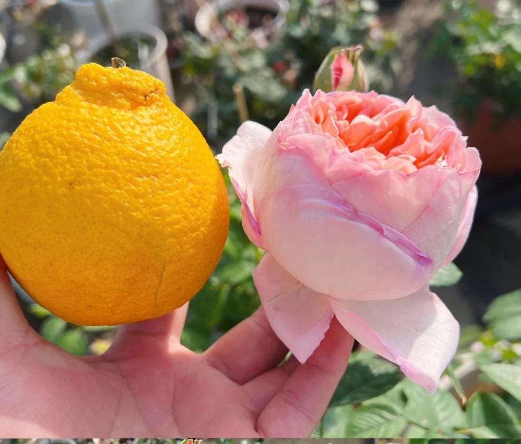 Rose 'vivian ' (薇薇安) fragrance, disease resistance,Netherlands Florist Shrub Rose (1Gal+ Live Plant)
