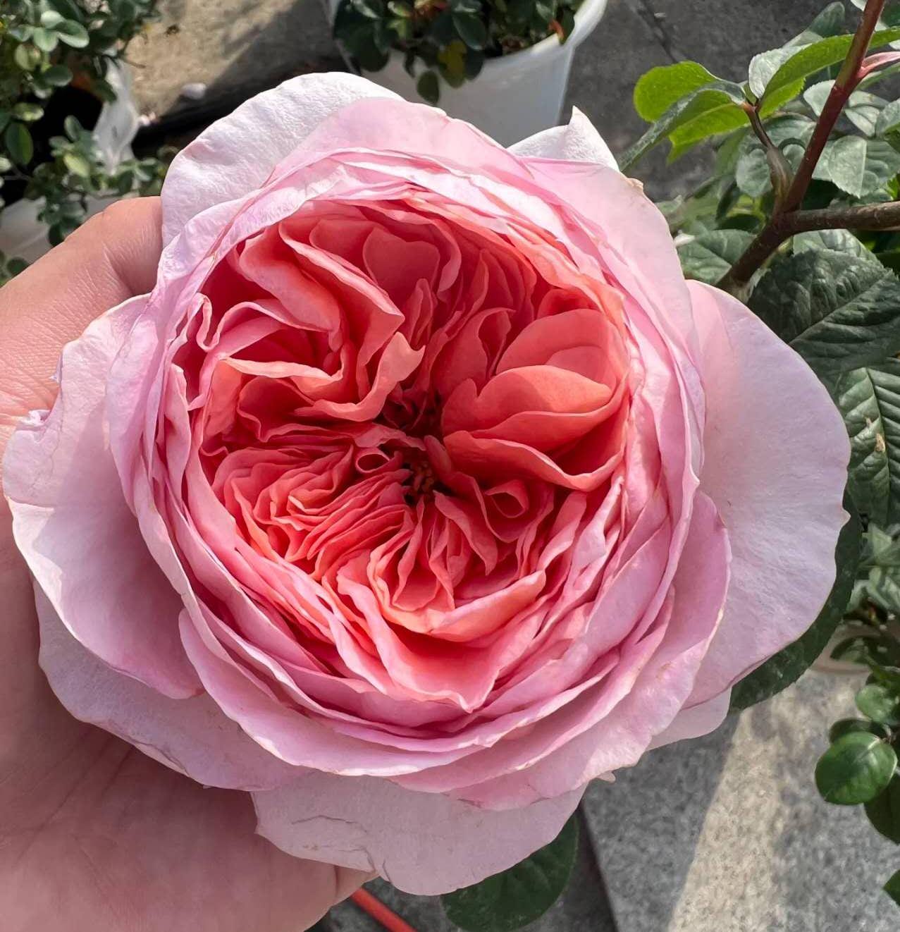 Rose 'vivian ' (薇薇安) fragrance, disease resistance,Netherlands Florist Shrub Rose (1Gal+ Live Plant)