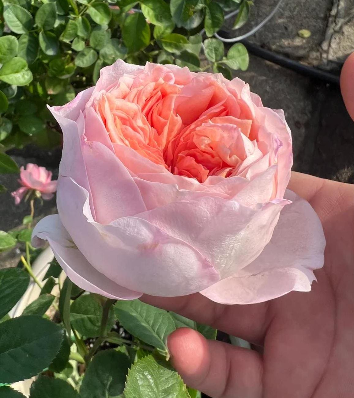 Rose 'vivian ' (薇薇安) fragrance, disease resistance,Netherlands Florist Shrub Rose (1Gal+ Live Plant)