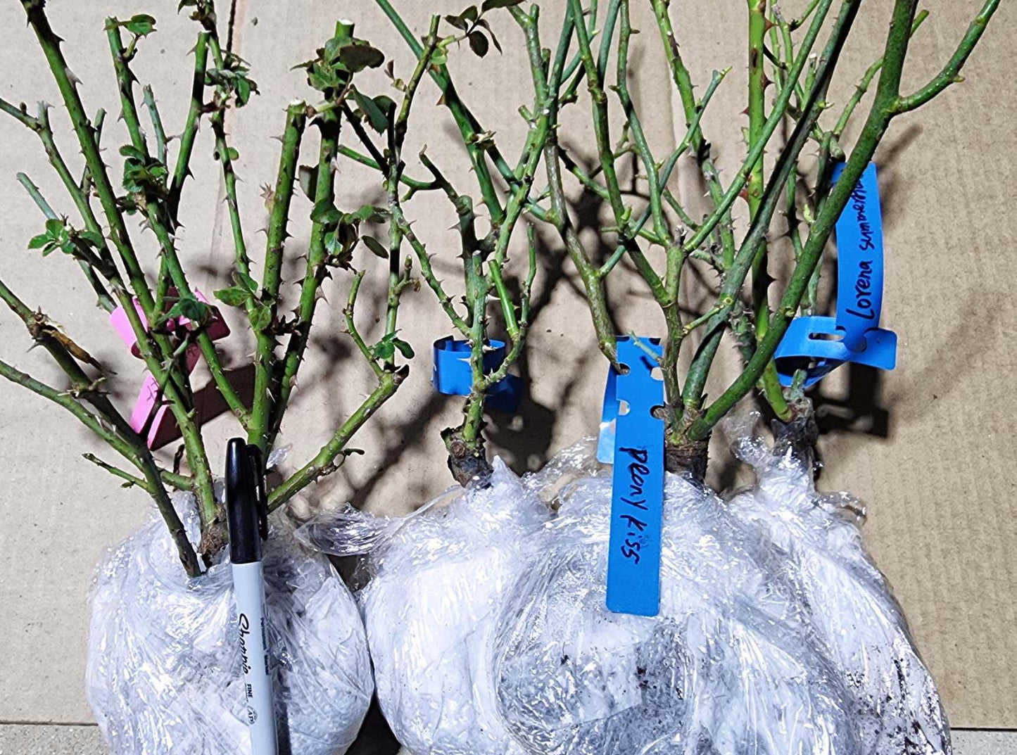 Rose Coldplay. 酷玩 Cut rose. Live plant disease resistance, Shrub cut rose (1Gal+ Live Plant)