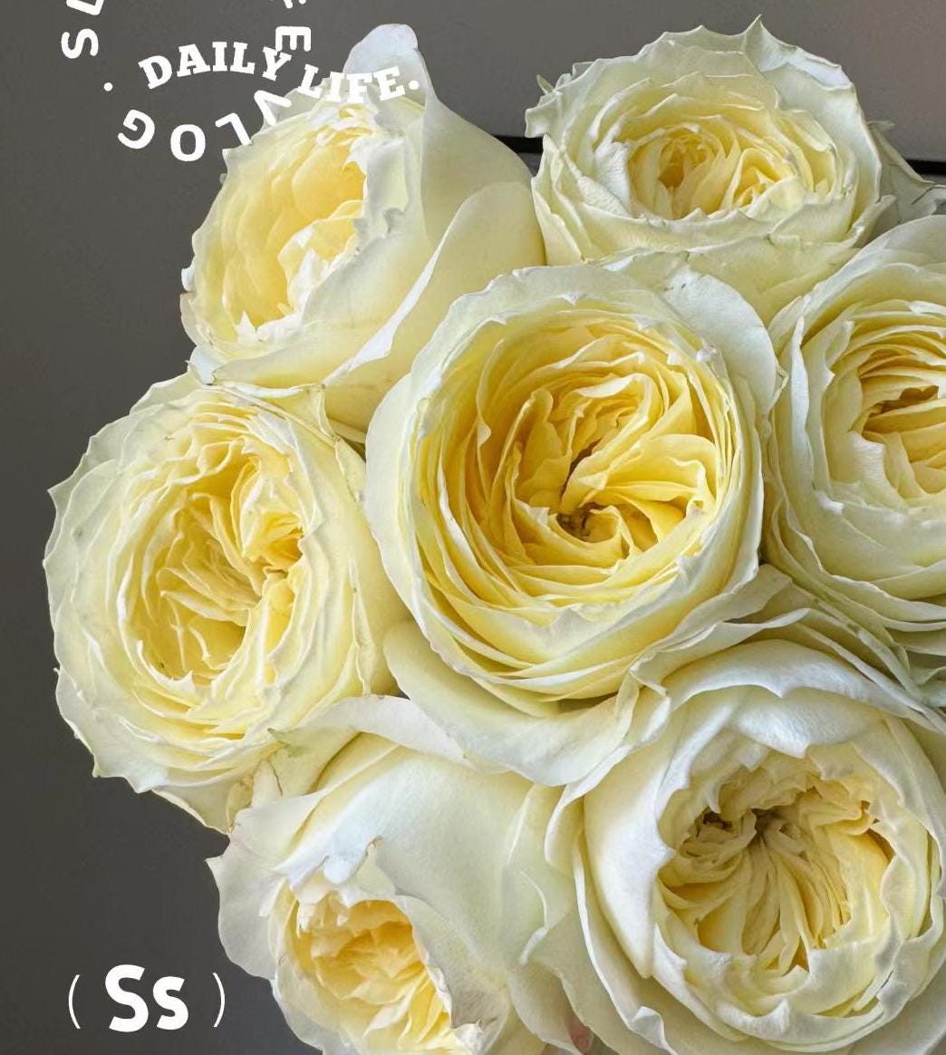 Rose Coldplay. 酷玩 Cut rose. Live plant disease resistance, Shrub cut rose (1Gal+ Live Plant)