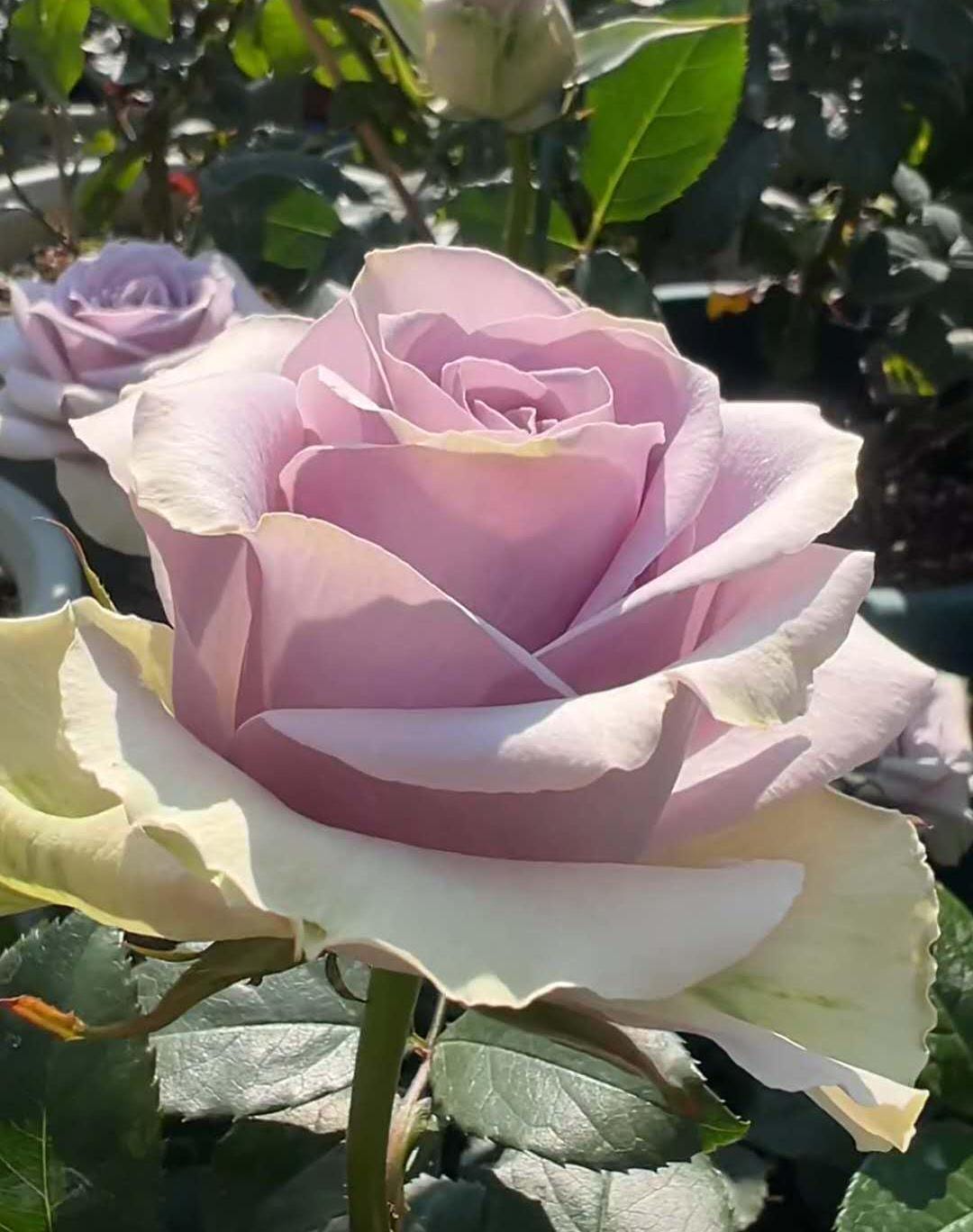 Rose 'shocking blue' (震惊蓝) disease resistance, cut flowers(2Gal+ Live Plant) Ecuador Florist Shrub Rose