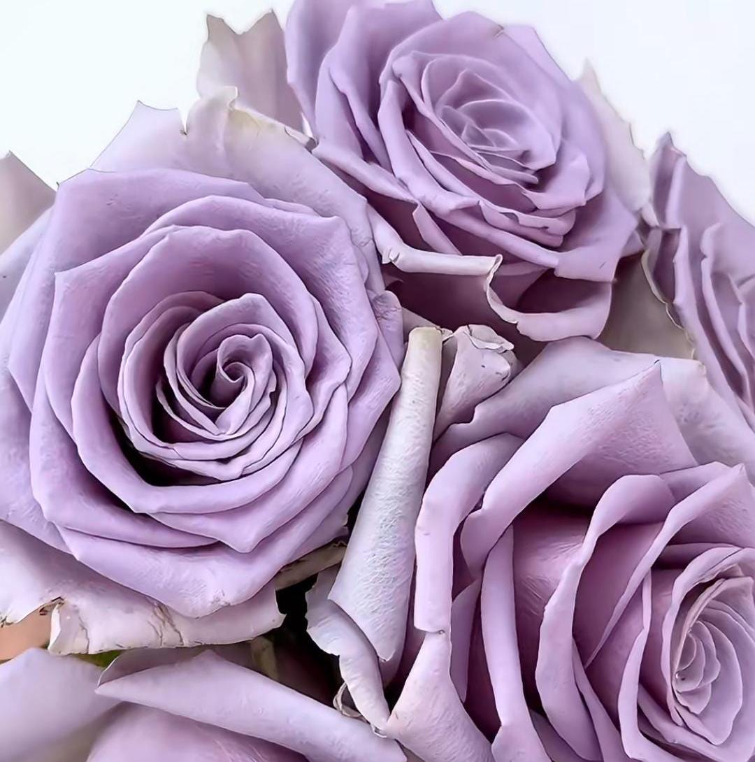 Rose 'shocking blue' (震惊蓝) disease resistance, cut flowers(2Gal+ Live Plant) Ecuador Florist Shrub Rose