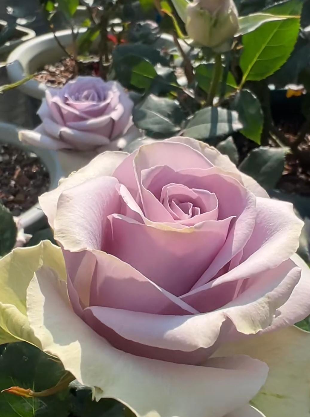 Rose 'shocking blue' (震惊蓝) disease resistance, cut flowers(2Gal+ Live Plant) Ecuador Florist Shrub Rose
